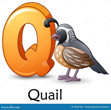 Letter Q Is For Quail Bird Cartoon Alphabet Stock Vector Illustration