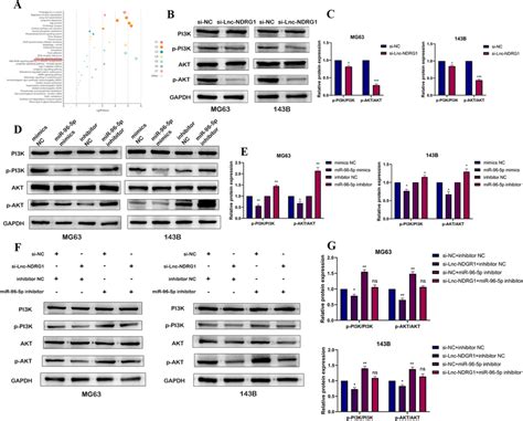 Lncrna Ndrg Mir P Axis Regulates The Pi K Akt Pathway In Os Cell