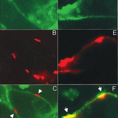 Patching Of Tlr And Cd In Hek Cells Expressing Yfp Tlr A And D