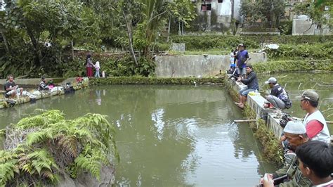 MANCING BORONGAN IKAN MAS NILA SUPER BAWAL BABON 2 5 JUTA YouTube