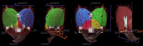 A Dorsal B Lateral And C Ventral View Of The Internal Head Download Scientific Diagram