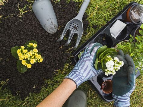 Manual Do Jardineiro Como Cultivar Cuidar E Manter As Plantas