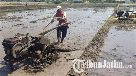 Petani Madiun Kesulitan Airi Sawah Di Musim Kemarau Terpaksa Tambah