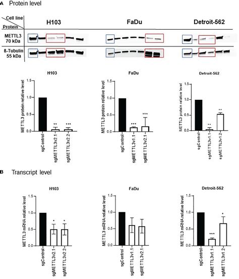 Frontiers The Two Faced Role Of RNA Methyltransferase METTL3 On