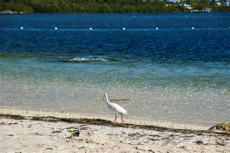 Best Beaches In Key Largo Florida Public Private