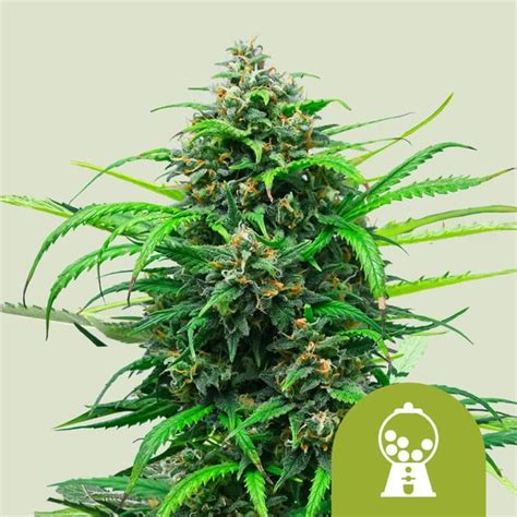 Pink Runtz Auto Royal Queen Freedom Seeds