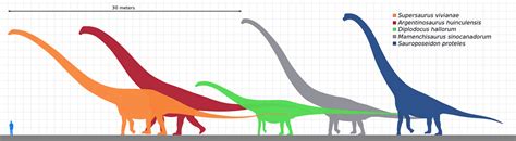 Sauropods Meet The Long Necked Dinosaurs That Once Ruled The Earth