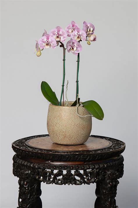 Shop Online Formosa Orchid Nursery