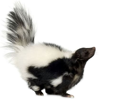 Pet skunk diet