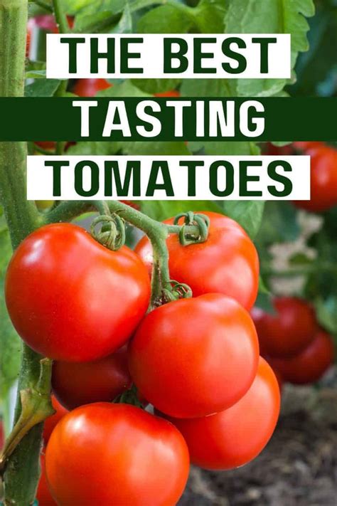 The Best Tasting Tomatoes To Grow Or Find At The Farmers Market