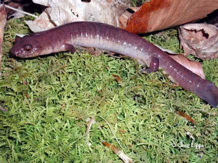 Spring Salamanders Alchetron The Free Social Encyclopedia