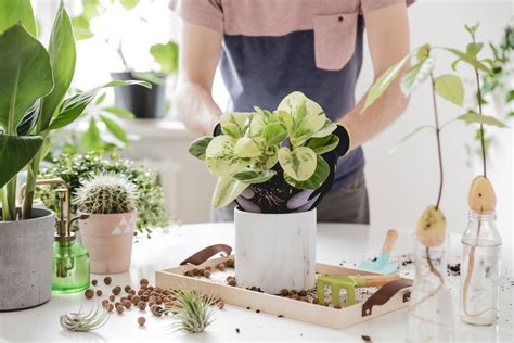 Los Mejores Consejos Para Cuidar Las Plantas De Interior