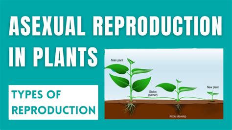 Examples Of Asexual Reproduction