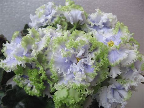 Фиалка Алисия Фото – Telegraph