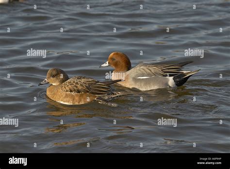 (Eurasian) Wigeon male and female Stock Photo - Alamy