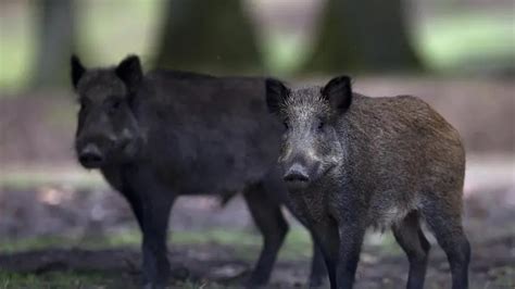 Cazador Muere Tras El Ataque De Un Jabal Al Que Le Hab A Disparado