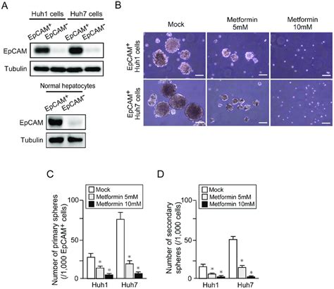 Non Adherent Sphere Formation Assays Of Epcam Cells Treated With