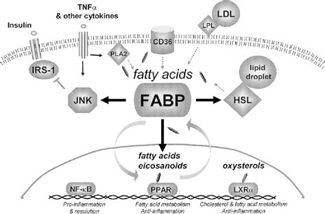 PDF Fatty Acid Binding Proteins The Evolutionary Crossroads Of