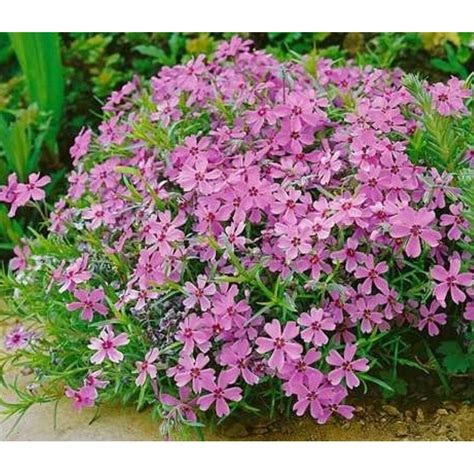 Phlox Subulata Moerheimii Floks Szydlasty Ro Liny Od Ogrodnika Szk Ka