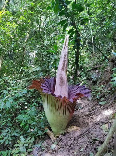 Sumatra Corpse Flower Titan Arum Trijaya Travel