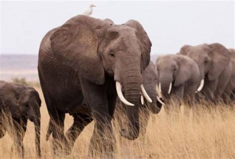 Sudáfrica Un elefante pisotea y mata a supuesto cazador furtivo y