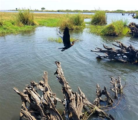 Chobe National Park Botswana Obligatory Traveler