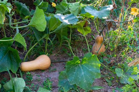 Gu A De Cultivo De La Calabaza Consejos Para El Cuidado De Las Plantas