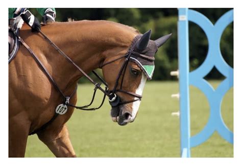 What are the Different Types of Horseback Riding Styles in English Riding?