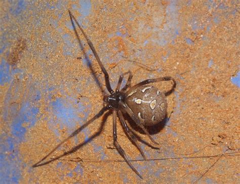 Springfield Plateau Brown Widow