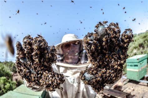 Smithsonian Photo Of The Day Swarming Bees Drone Bee Sperm