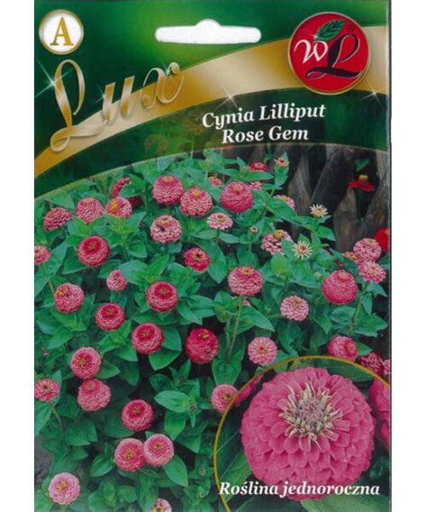 Cynia Wytworna Liliput Rose Gem R Owa Cm W Legutko Bricomarche Pl