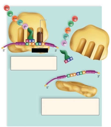 diagram  termination quizlet