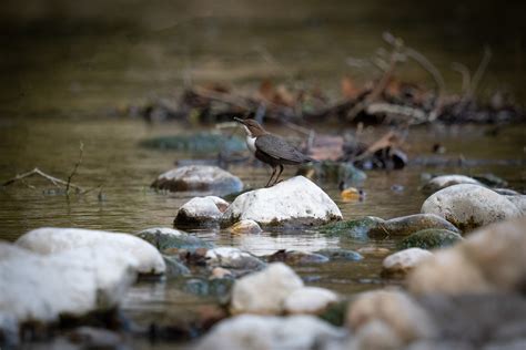 Cincle Plongeur Cinclus Cinclus White Throated Dipper Guillau