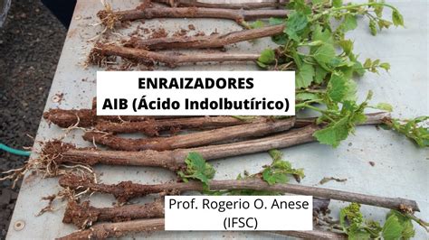 Aib Cido Indolbut Rico Para Enraizamento De Plantas Youtube