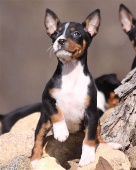 Seegmiller Rat Terrier Puppies Rat Terrier Puppies Rat Terriers Puppies