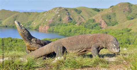 Komodo Dragons Habitat