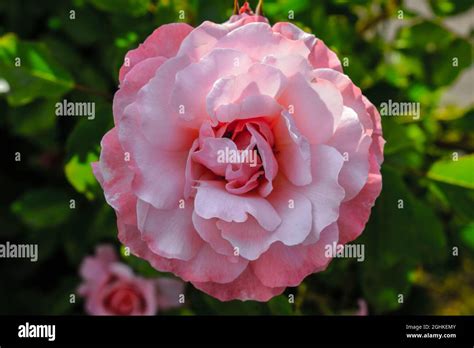 Rosephotos Hi Res Stock Photography And Images Alamy