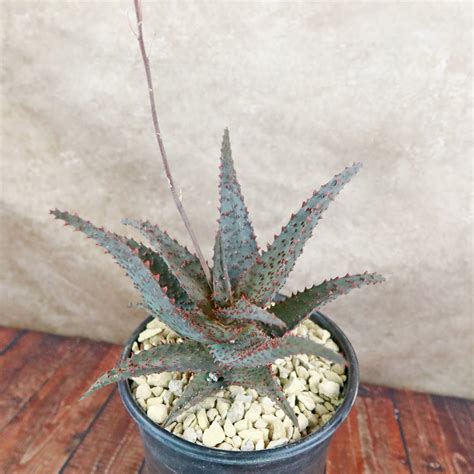 Shop For Aloe Ajr Succulent Online Planet Desert