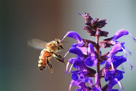 Honey Bee on purple flower