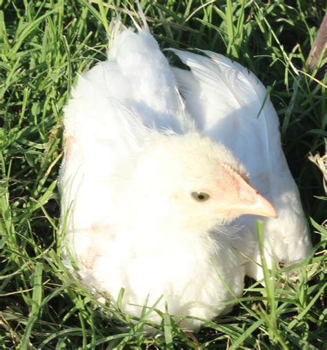 Murray Mcmurray Hatchery 4 Week Old Pearl White Leghorns