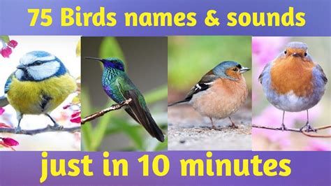 Birds Names And Sounds Know Bird Species In Englishbird Name And