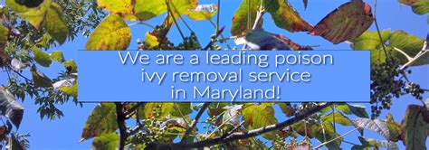 Poison Ivy Removal Service Washington DC | Poison Ivy Control Of Maryland