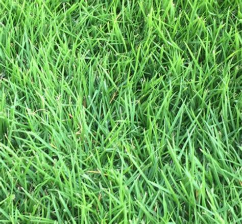 Types Of Lawn Grasses Zoysia Grass Zoysia