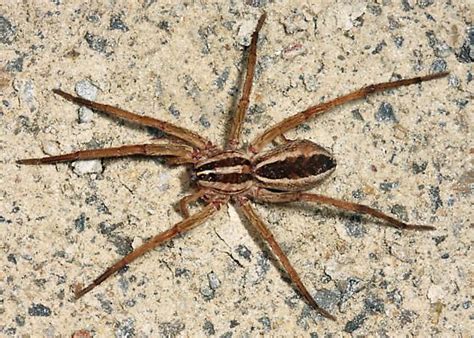 Rabid Wolf Spider Rabidosa Rabida Bugguidenet Wolf Spider