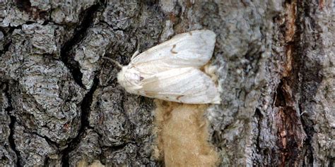 Vol. 35, No. 4: Spongy Moth - WSJ