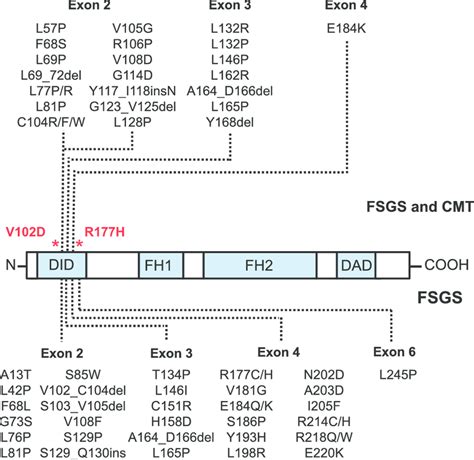 Hotspots For Inverted Formin 2 INF2 Variants In FSGS CMT And AHUS