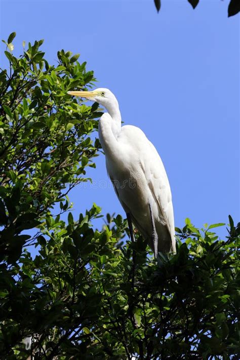 Great Egret Closeup in Its Natural Habitat Stock Image - Image of flying, habitat: 237985661