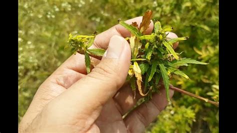 Huge Bhang Field Edible Form Of Cannabis Youtube