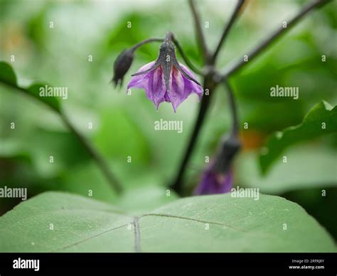 Eggplant Bloom Close Up Solanum Melongena Blossom Aubergine Flower