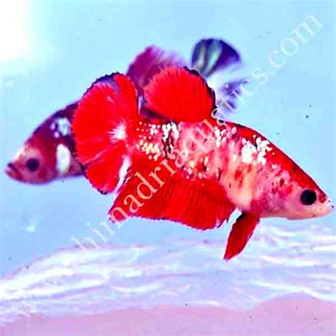 Koi betta fish breeding pair - Buy Aquarium Plants and Aquarium Fishes Online